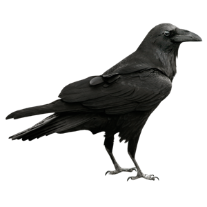 Raven PNG-71464